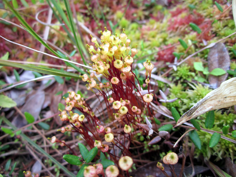 Splachnum ampullaceum